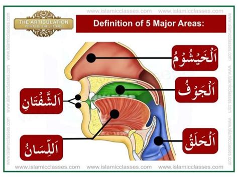 Articulation Points of The Letter - Tajweed Makharij al Huruf pdf | Articulation, Islamic books ...