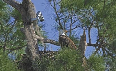 Eagle eye- SWFL Eagle Cam | Bald eagle, Florida, Eagle cam