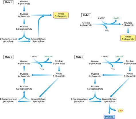 Figure 20.24. Four Modes of the Pentose Phosphate Pathway. Hormonal Imbalance Causes, Hormone ...