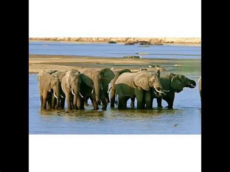 Africa wildlife documentary on surviving in this ever changed world ...