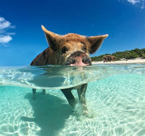 These Stunning Islands in The Bahamas Really Do Deserve The Hype | Pig ...