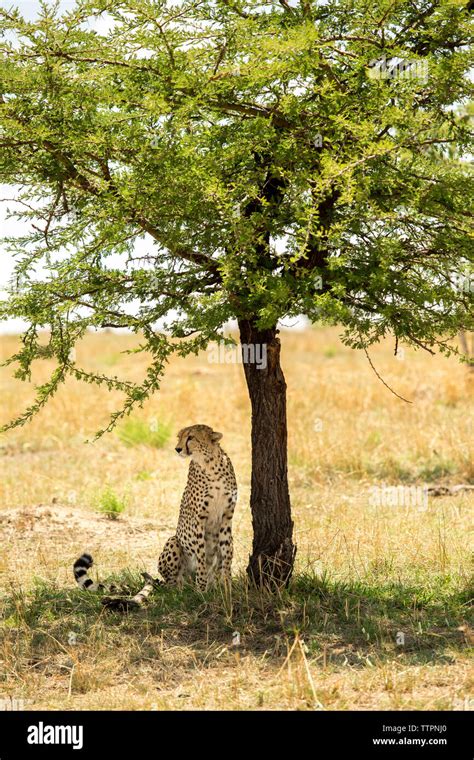 Cheetah sitting by tree on field at Serengeti National Park Stock Photo ...