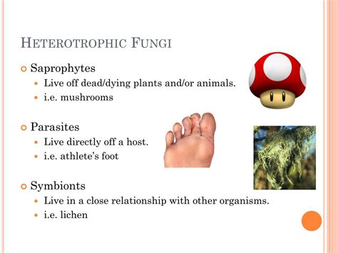 PPT - Kingdom Fungi PowerPoint Presentation, free download - ID:2082847