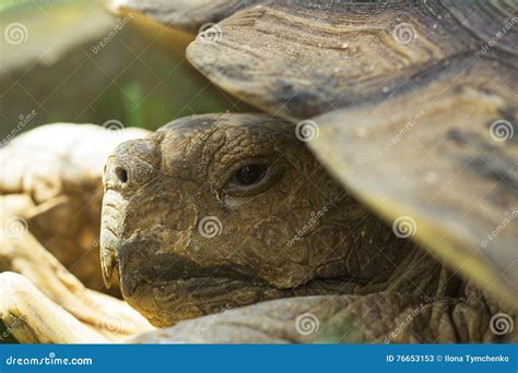 Portrait of Big Land Turtle in Shell Stock Image - Image of slow, survivor: 76653153