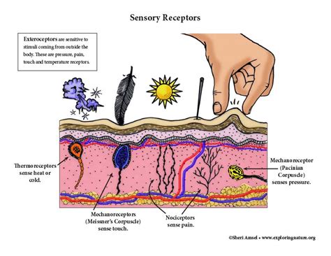 Sensory Receptors Diagram