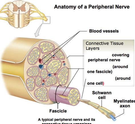 Ch.14 - Diagram - Anatomy of Peripheral Nerve Diagram | Quizlet