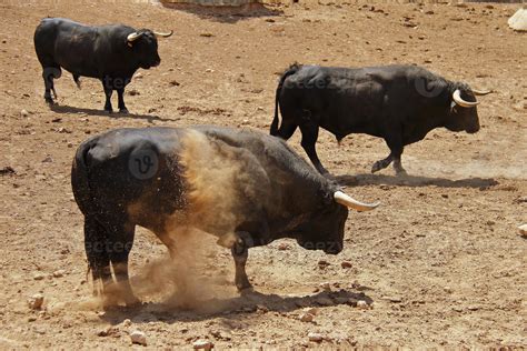 Farm of bulls, ranch style farming 10770281 Stock Photo at Vecteezy