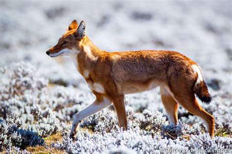 Ethiopian Wolf - A World Without Predators