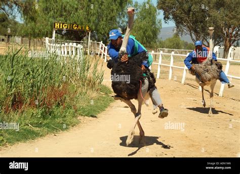 Ostrich racing at Oudtshoorn in the Karoo region South Africa RSA Race around the Highgate Farm ...