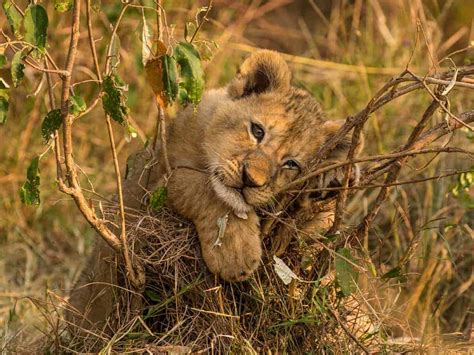 Lion Cub – Focusing on Wildlife