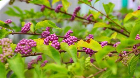 How to Plant, Grow and Care For American Beautyberry