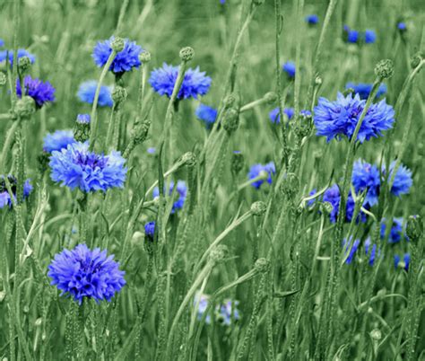 Cornflower Blue Tall Seeds - Centaurea Cyanus