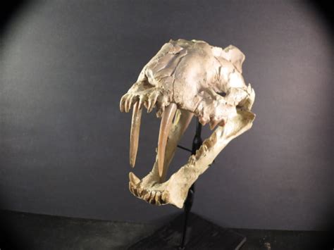 Hoplophoneus primaevus Skull