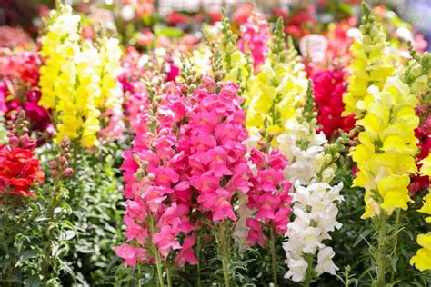 23 of the Best Snapdragon Varieties to Grow at Home