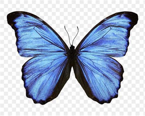 Download free png of Blue butterfly png sticker, transparent background ...