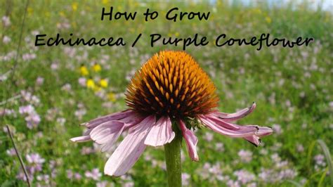 How to grow Echinacea from Seed (Purple Coneflower) (Echinacea Purpurea ...