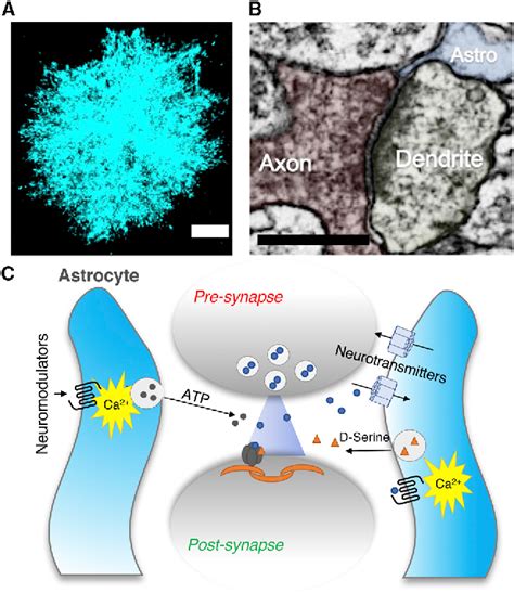 Cell Biology of Astrocyte-Synapse Interactions | Semantic Scholar