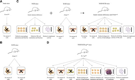 Frontiers | The development and improvement of immunodeficient mice and humanized immune system ...