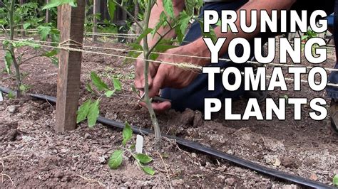 Pruning Young Tomato Plants - YouTube