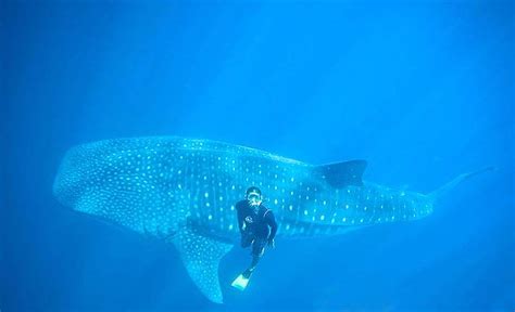 Swim with whale sharks in La Paz, Mexico | Sand In My Suitcase