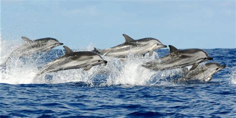 Dolphin Watching in Kalpitiya | The Best Kalpitiya Dolphin & Whale ...