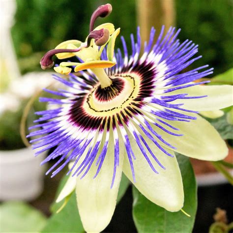 Passion Flower Plants for Sale | Easy to Grow™ – Easy To Grow Bulbs