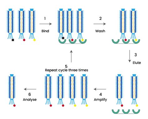 Recombinant Antibody Overview | Sino Biological