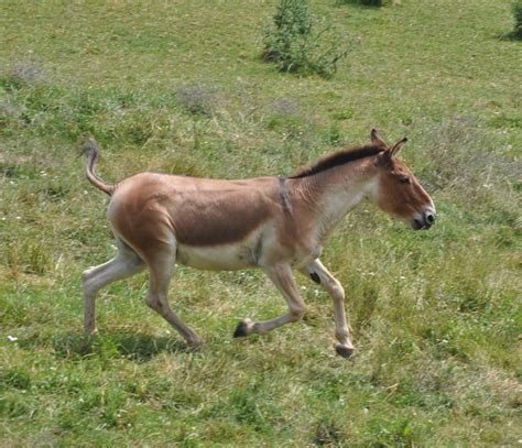 ZOOTOGRAFIANDO (MI COLECCIÓN DE FOTOS DE ANIMALES): KIANG / KIANG (Equus kiang)