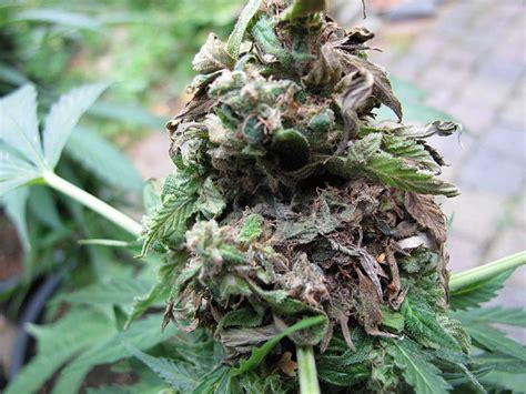 How to Get Rid of Cannabis Bud Rot or Mold | Grow Weed Easy