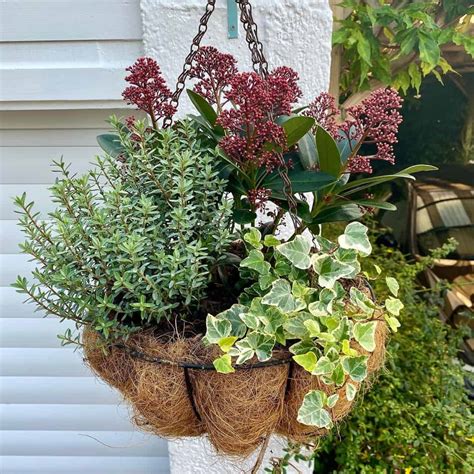 14 Best Plants for Winter Hanging Baskets (Growing Tips)