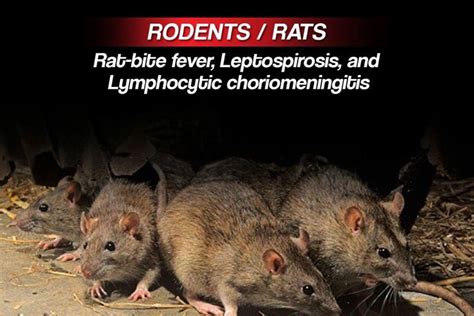 Rat bites and scratches can result in disease and rat-bite fever. Rat ...