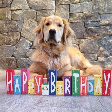 Golden Retriever Happy Birthday Gif Funny Dog - bmp-clown