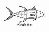 Tuna Fish Coloring Page sketch template