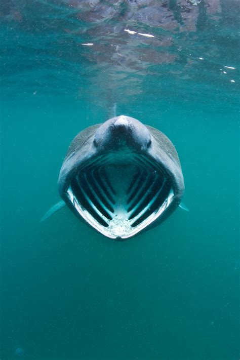 Calls for giant 40ft Basking Sharks to be given world's first protected area in Scotland | The ...