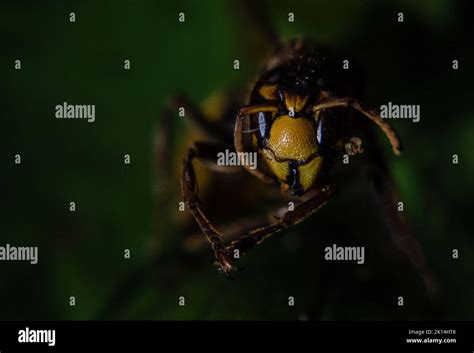 Closeup macro of wasp's head Stock Photo - Alamy