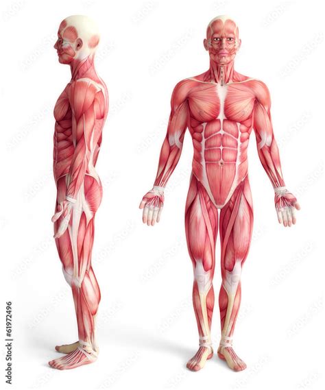 male anatomy of muscular system - front and side view Stock ...