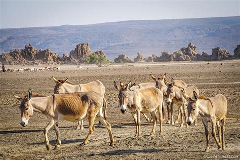 Explore Lake Abbe | Surreal natural chimneys in Djibouti | Wanders Miles