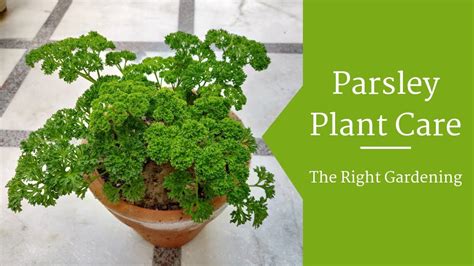 √完了しました！ parsley plant 314072-Parsley plants for sale