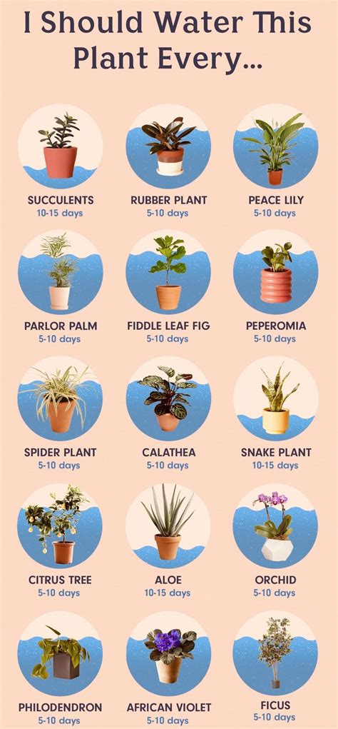 When To Water Plants | Plants, Water plants, Planting succulents