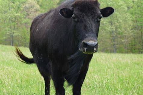 Beefalo, a bison-cattle hybrid, is being touted as the healthy meat of ...