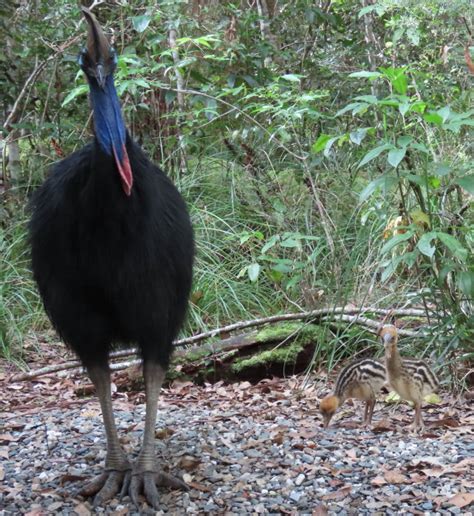 New Cassowary Chicks! | Atherton Birdwatchers Cabin