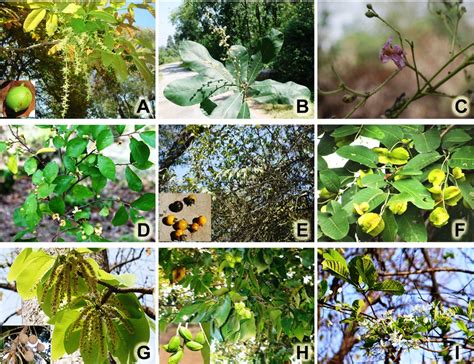 Some important medicinal tree species, (A) Schleichera oleosa (Lour.)... | Download Scientific ...