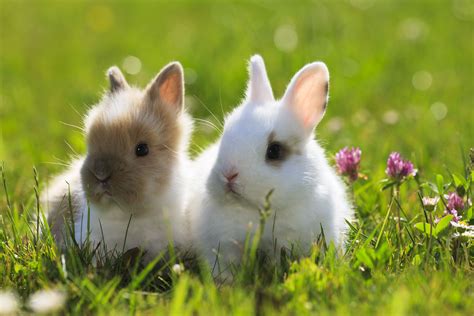 46 Rabbit Breeds to Keep as Pets