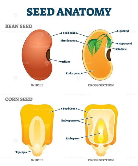 Seed anatomy vector illustration - VectorMine