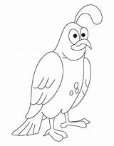 Quail Coloring Pages  Home sketch template