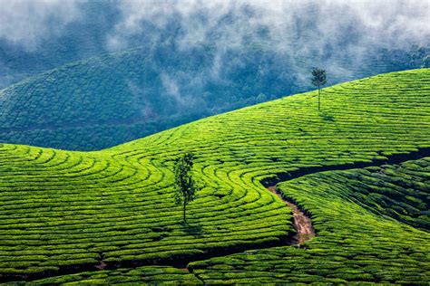 The Development of Sri Lanka Tea Farms - World Tea Directory