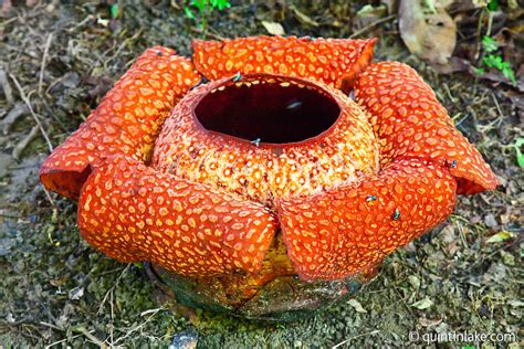 Rafflesia Flower