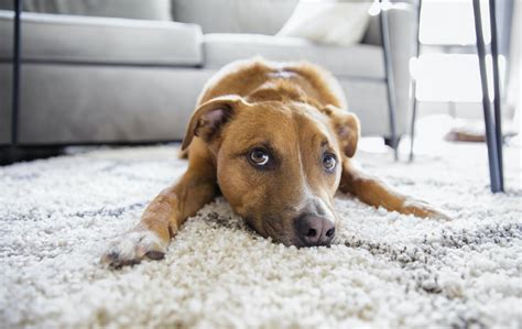 The 5 Best Rugs For Dogs