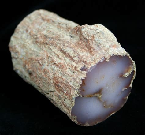 Petrified Wood (Chalcedony) From Nevada For Sale (#1830) - FossilEra.com