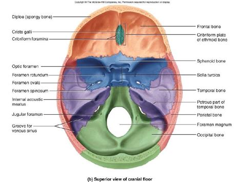 Crista Galli Anatomy